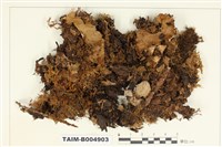 藏品(地卷屬)的圖片